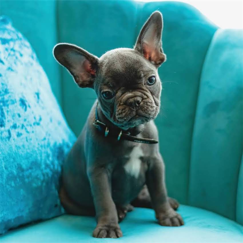 图片 猫咪接种疫苗后流鼻涕怎么办？5大常见原因+3个处理技巧（附专业兽医建议）2.jpg