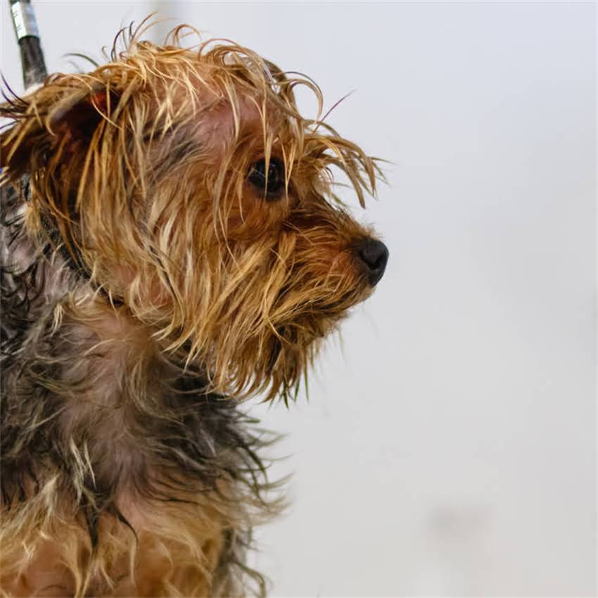 图片 猫咪接种疫苗后突然离世？这5大原因和自救指南必须收藏！1.jpg