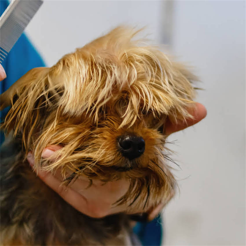 图片 猫咪接种疫苗后精神不振怎么办？原因与护理指南（附专业解决方案）.jpg