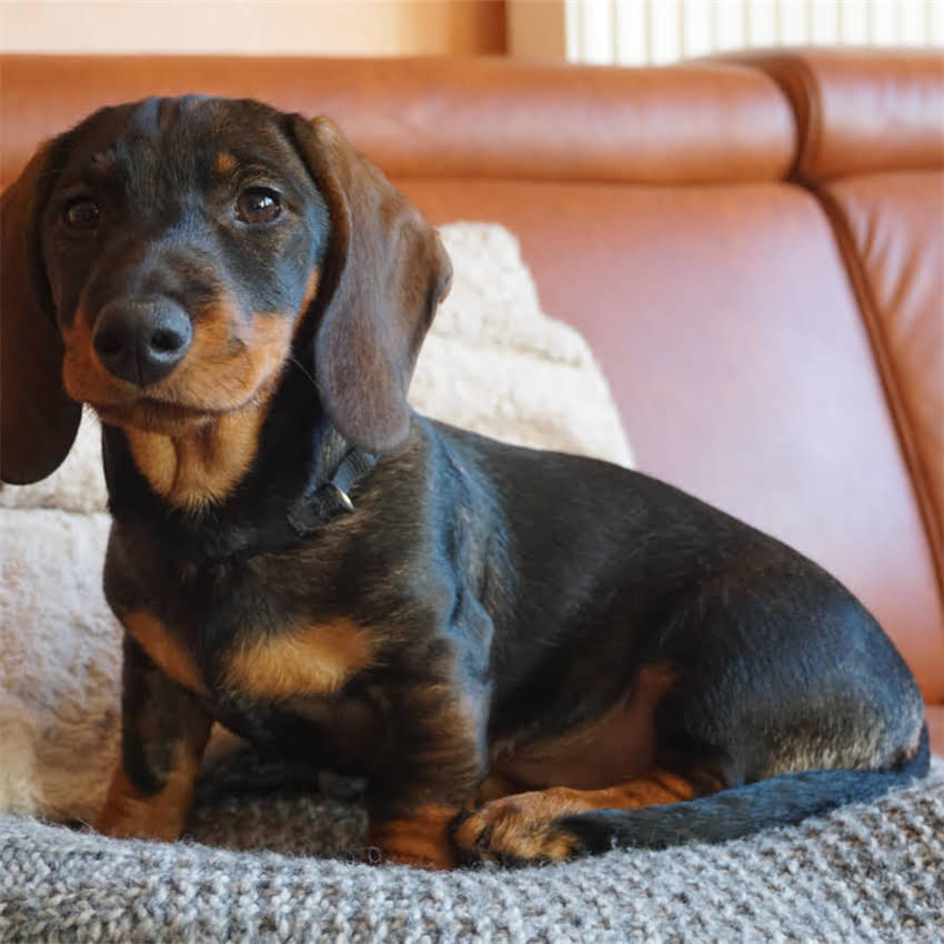 图片 猫咪接种疫苗后精神不振怎么办？原因与护理指南（附专业解决方案）1.jpg