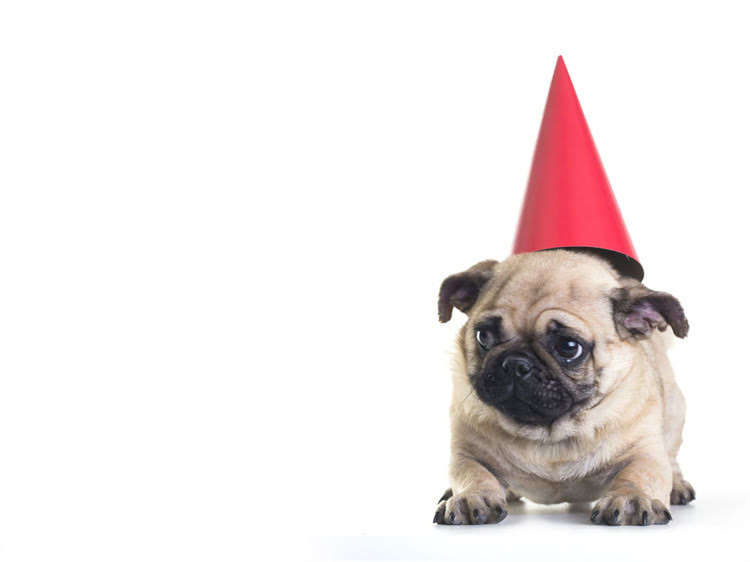 图片 猫咪接种疫苗后精神不振怎么办？原因与护理指南（附专业解决方案）2.jpg