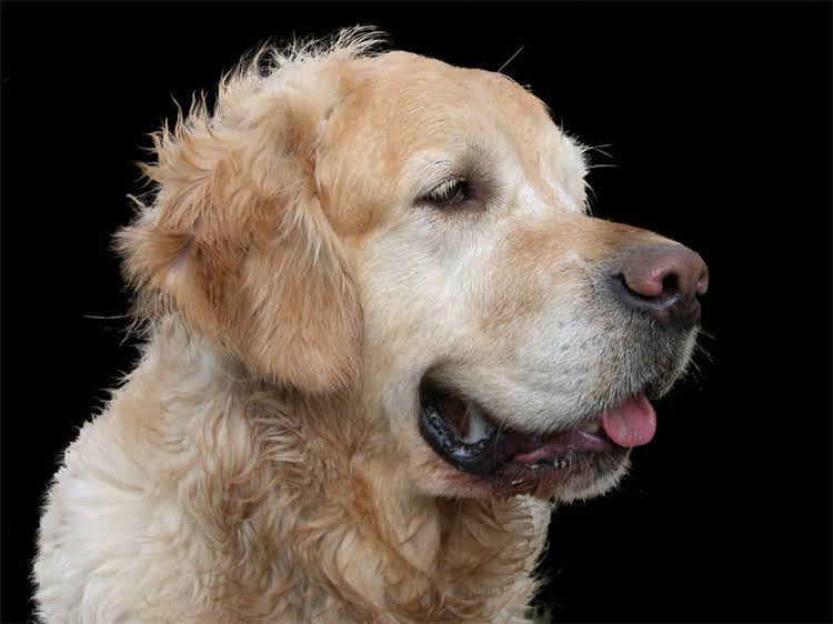 图片 猫咪接种疫苗后腹泻怎么办？5大原因及应对措施（附紧急处理指南）2.jpg