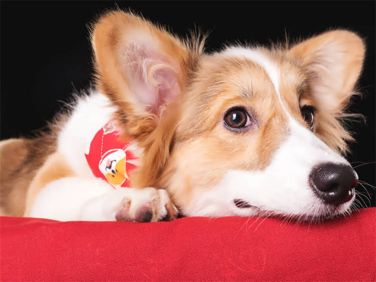 图片 猫咪搬家后一直叫个不停？3大科学应对策略+环境适应全指南1.jpg