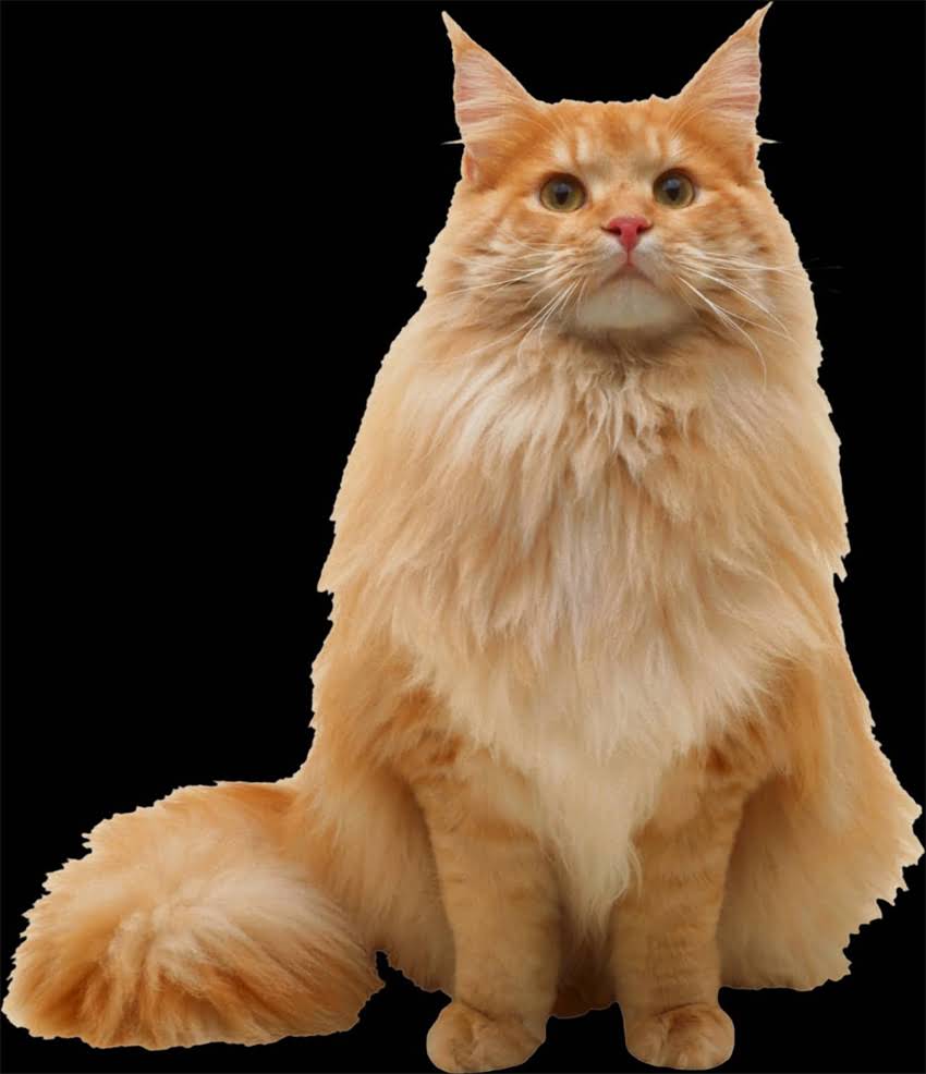 图片 猫咪搬家后一直叫个不停？3大科学应对策略+环境适应全指南2.jpg