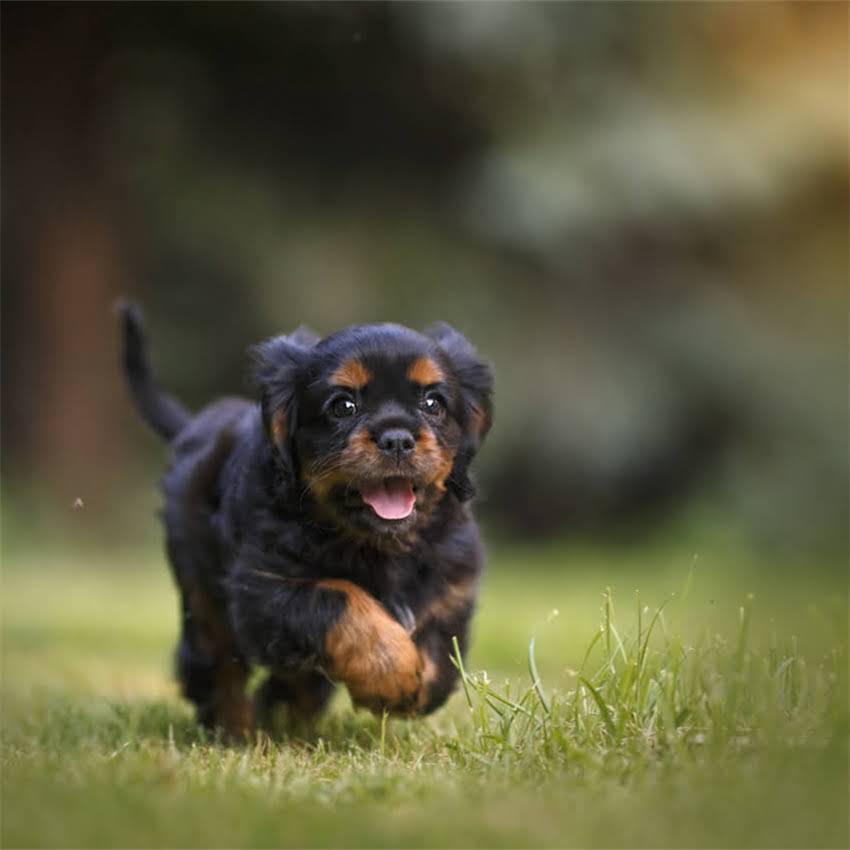 图片 猫咪晚上咳嗽怎么办？5大常见原因及家庭护理权威指南1.jpg