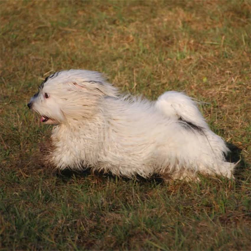 图片 猫咪每次吃猫粮剩一半？3个科学方法纠正挑食浪费习惯1.jpg