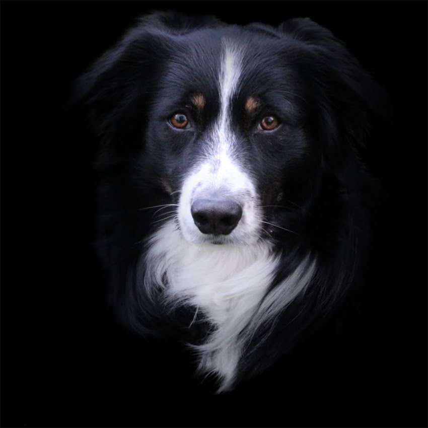 图片 猫咪每次吃猫粮剩一半？3个科学方法纠正挑食浪费习惯2.jpg