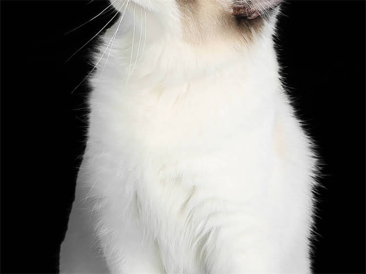 图片 猫咪毛囊炎专用猫粮推荐：5种科学喂养方案及注意事项（附品牌清单）.jpg