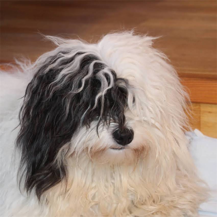 图片 猫咪毛囊炎专用猫粮推荐：5种科学喂养方案及注意事项（附品牌清单）1.jpg