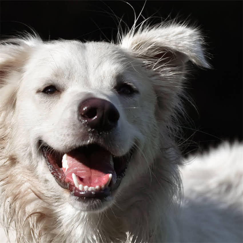 图片 猫咪毛囊炎专用猫粮推荐：5种科学喂养方案及注意事项（附品牌清单）2.jpg