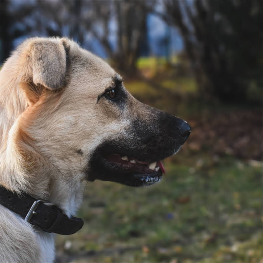 图片 猫咪沐浴露选购指南：10款口碑好物+避坑技巧，主子洗澡不再闹腾！.jpg