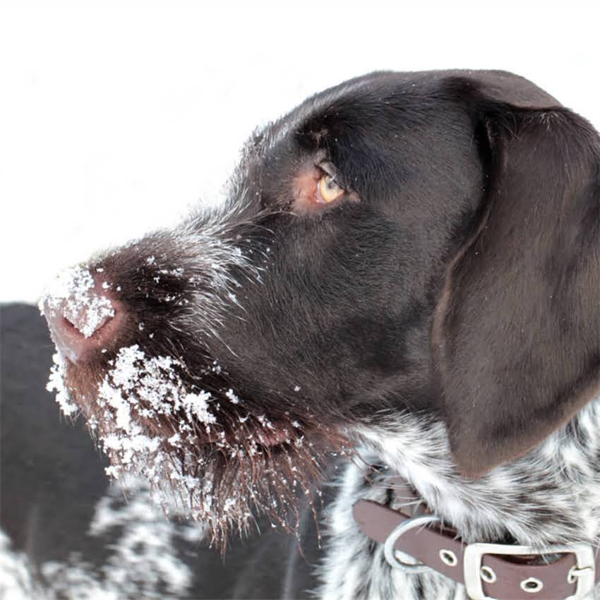 图片 猫咪沐浴露选购指南：10款口碑好物+避坑技巧，主子洗澡不再闹腾！1.jpg