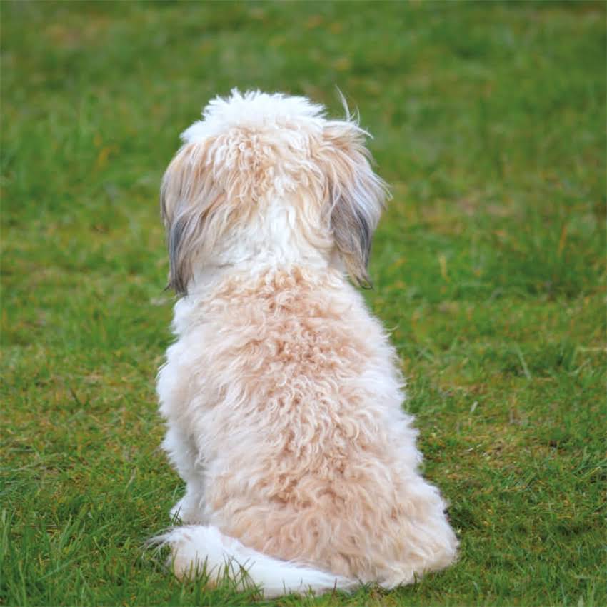 图片 猫咪沐浴露选购指南：10款口碑好物+避坑技巧，主子洗澡不再闹腾！2.jpg