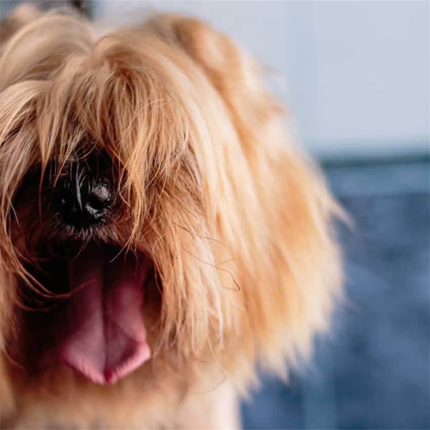 图片 猫咪爱玩水怎么办？5大科学方法彻底解决猫咪玩水习惯，附赠专业建议与注意事项1.jpg