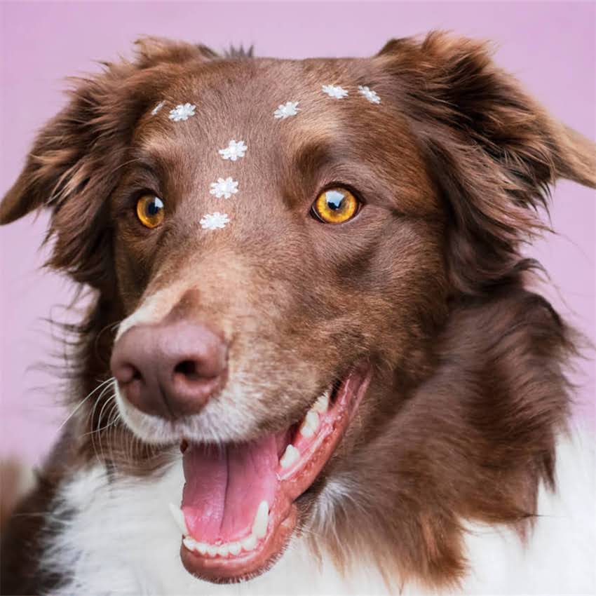 图片 猫咪爱玩水怎么办？5大科学方法彻底解决猫咪玩水习惯，附赠专业建议与注意事项2.jpg