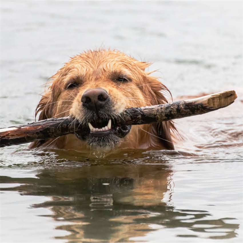 图片 猫咪牙垢科学去除指南：5大家庭护理法+专业医生建议2.jpg