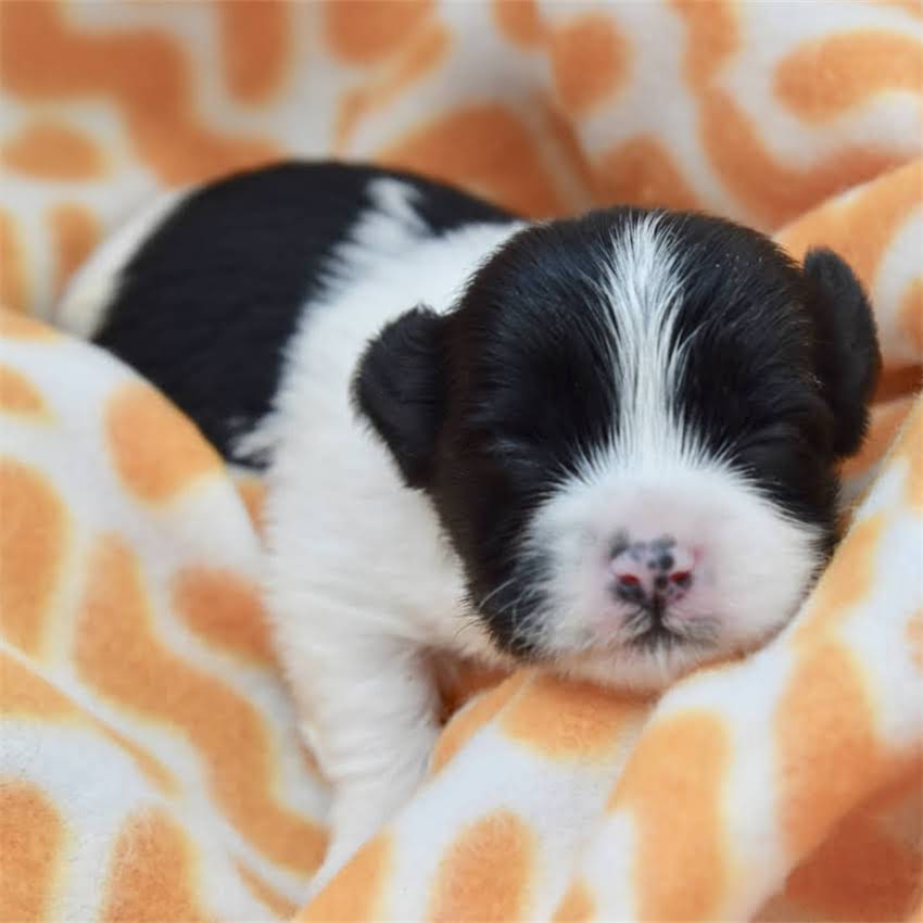 图片 猫咪牙齿松动怎么办？5大症状+3个原因+专业护理全攻略1.jpg