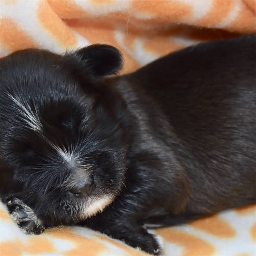 图片 猫咪牙齿松动怎么办？5大症状+3个原因+专业护理全攻略2.jpg