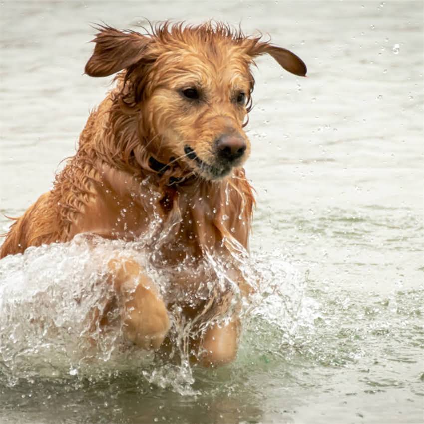 图片 猫咪狂犬疫苗最佳接种时间：0-3月龄还是成年后？科学指南全.jpg