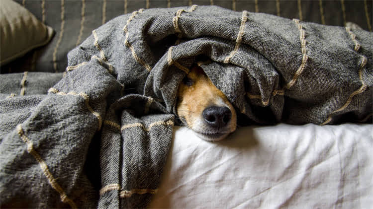 图片 猫咪狂犬疫苗最佳接种时间：0-3月龄还是成年后？科学指南全2.jpg