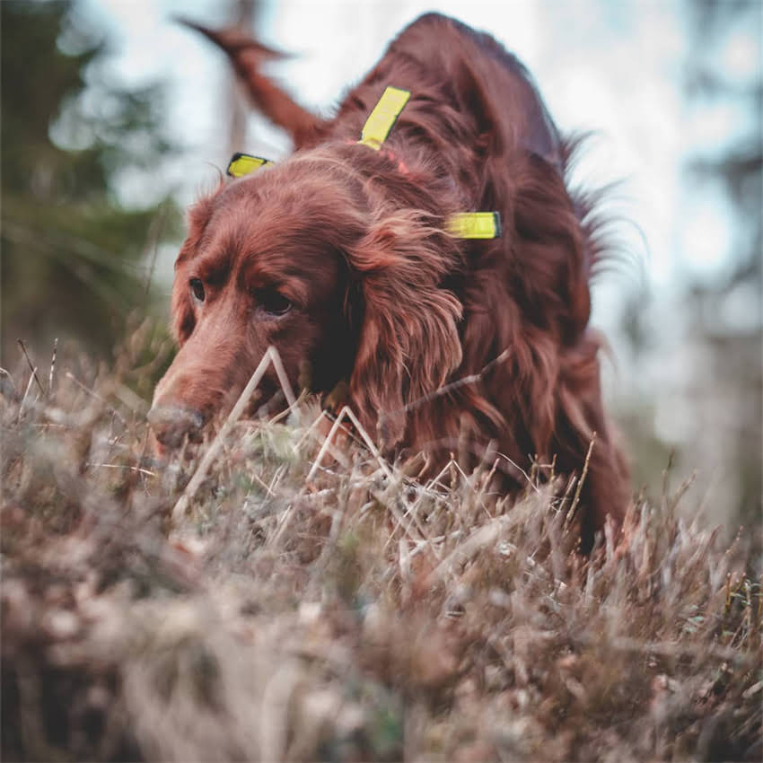 图片 猫咪猫癣全：8大致病原因+3步科学治疗+家庭预防指南.jpg