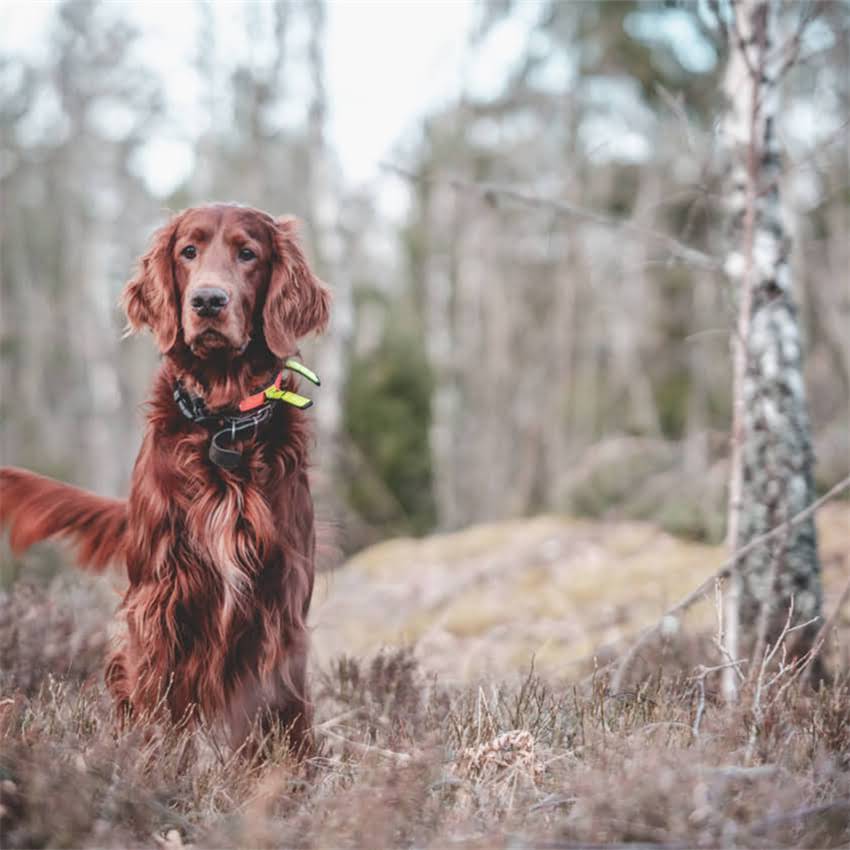 图片 猫咪猫癣全：8大致病原因+3步科学治疗+家庭预防指南1.jpg