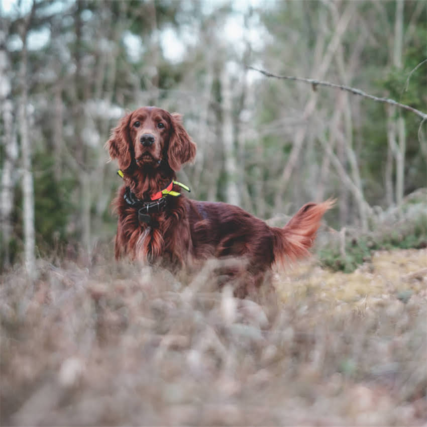 图片 猫咪猫癣全：8大致病原因+3步科学治疗+家庭预防指南2.jpg