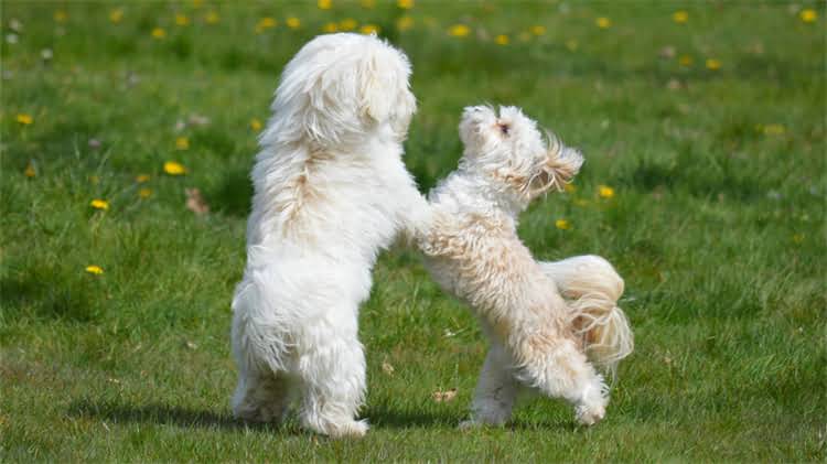 图片 猫咪生殖器周围为何有细小毛发？座毛功能与护理全2.jpg