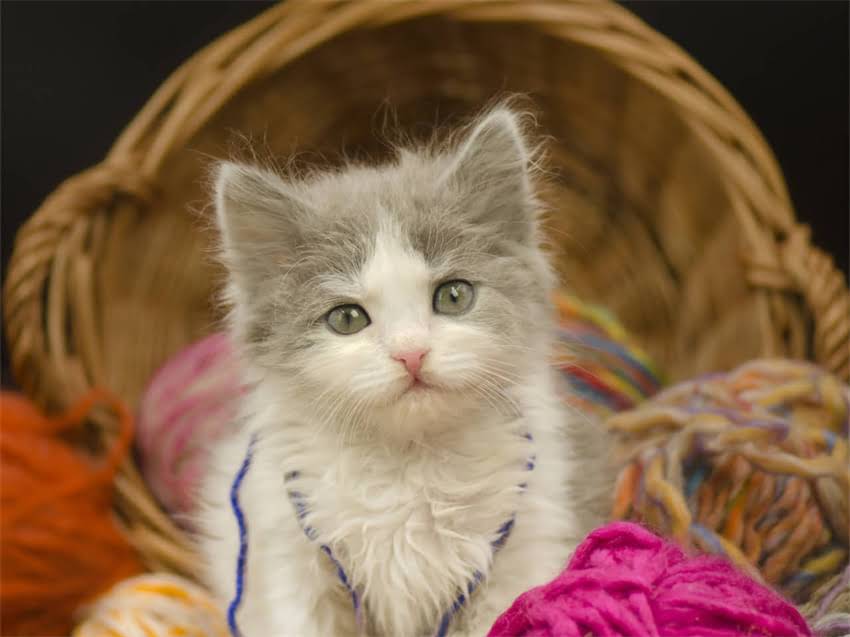 图片 猫咪疫苗前洗澡还是疫苗后？权威指南助你避开常见误区.jpg