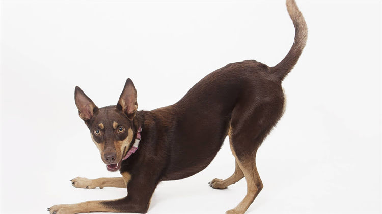 图片 猫咪疫苗前洗澡还是疫苗后？权威指南助你避开常见误区1.jpg