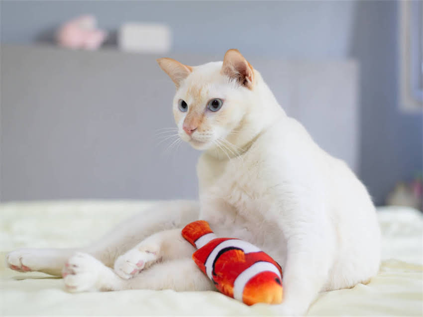 图片 猫咪疫苗前洗澡还是疫苗后？权威指南助你避开常见误区2.jpg