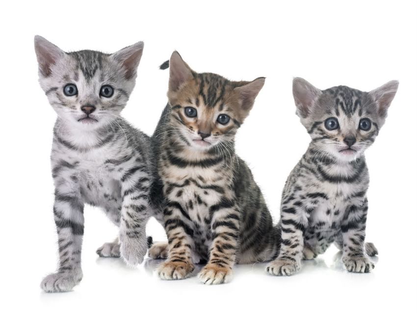 图片 猫咪疫苗接种全攻略：科学程序+常见误区，守护毛孩健康必备指南.jpg
