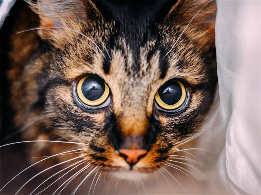 图片 猫咪疫苗接种全攻略：科学程序+常见误区，守护毛孩健康必备指南1.jpg