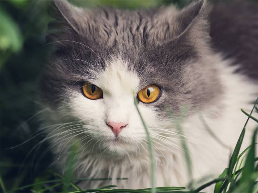 图片 猫咪白内障怎么办？症状识别+3种有效治疗+预防指南（附检查清单）2.jpg