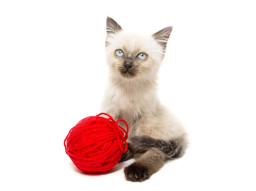 图片 猫咪的叫声有哪些种类？不同叫声的含义及应对方法全1.jpg
