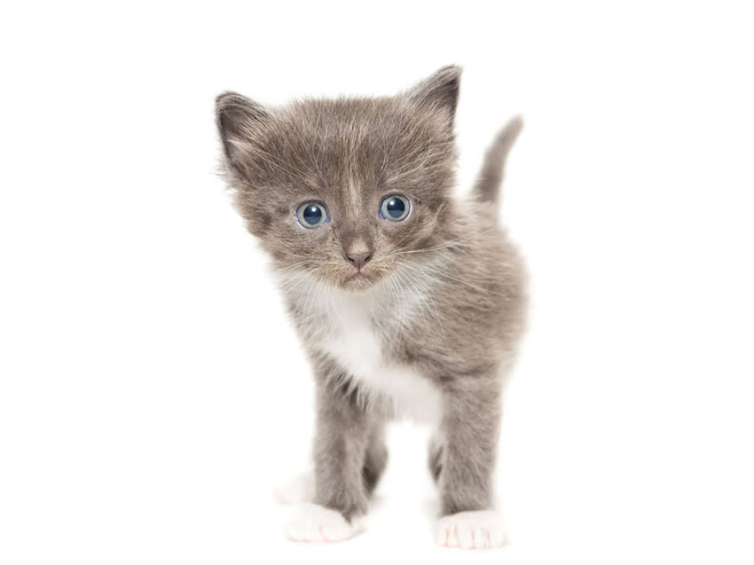 图片 猫咪真的只能吃猫粮吗？科学喂养指南猫咪饮食真相.jpg