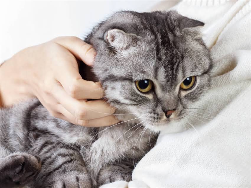 图片 猫咪真的只能吃猫粮吗？科学喂养指南猫咪饮食真相1.jpg