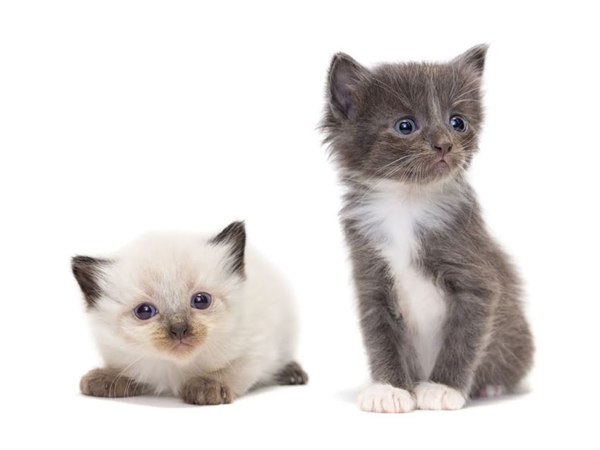 图片 猫咪真的只能吃猫粮吗？科学喂养指南猫咪饮食真相2.jpg