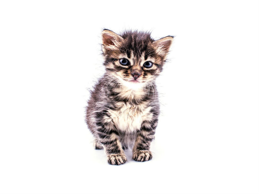 图片 猫咪眼睛流泪打喷嚏怎么办？5大常见原因及家庭护理指南1.jpg