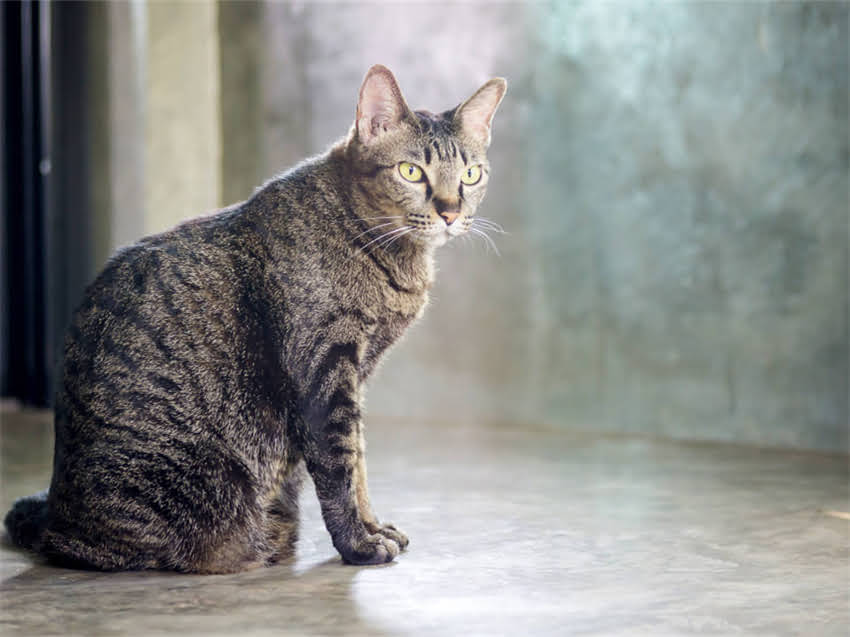 图片 猫咪眼结膜炎疫苗推荐及家庭护理全攻略：科学应对炎症，守护爱宠健康1.jpg