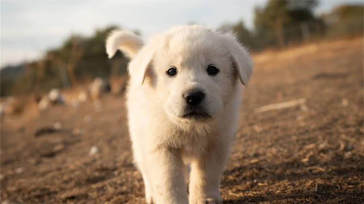 图片 猫咪睡地板会着凉吗？5个科学养护法让爱猫健康过冬.jpg