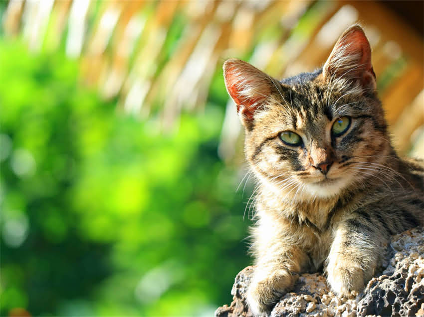 图片 猫咪睡地板会着凉吗？5个科学养护法让爱猫健康过冬1.jpg