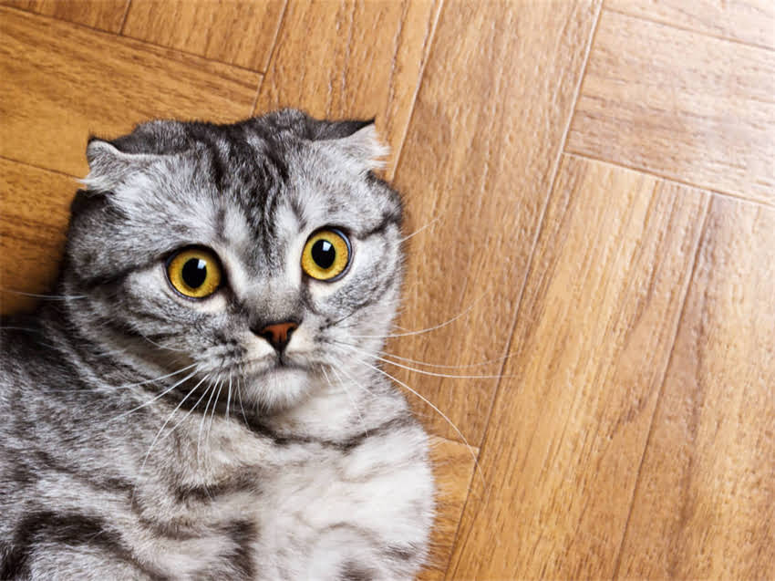 图片 猫咪睡地板会着凉吗？5个科学养护法让爱猫健康过冬2.jpg