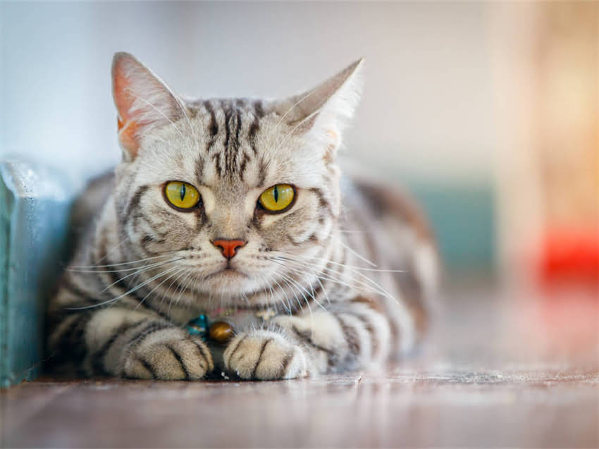 图片 猫咪睡觉流口水的原因及应对措施：科学解答猫咪健康隐患.jpg
