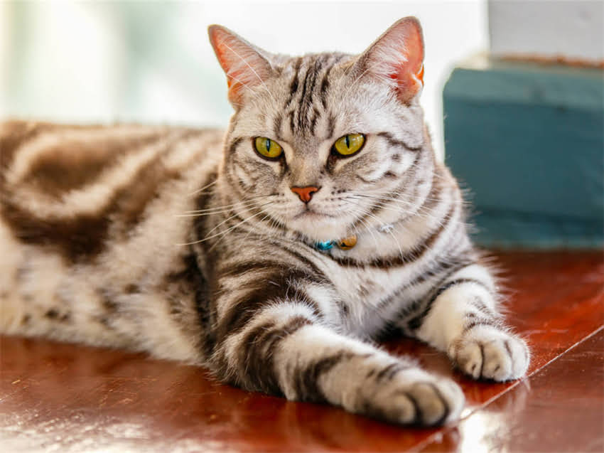 图片 猫咪睡觉流口水的原因及应对措施：科学解答猫咪健康隐患1.jpg