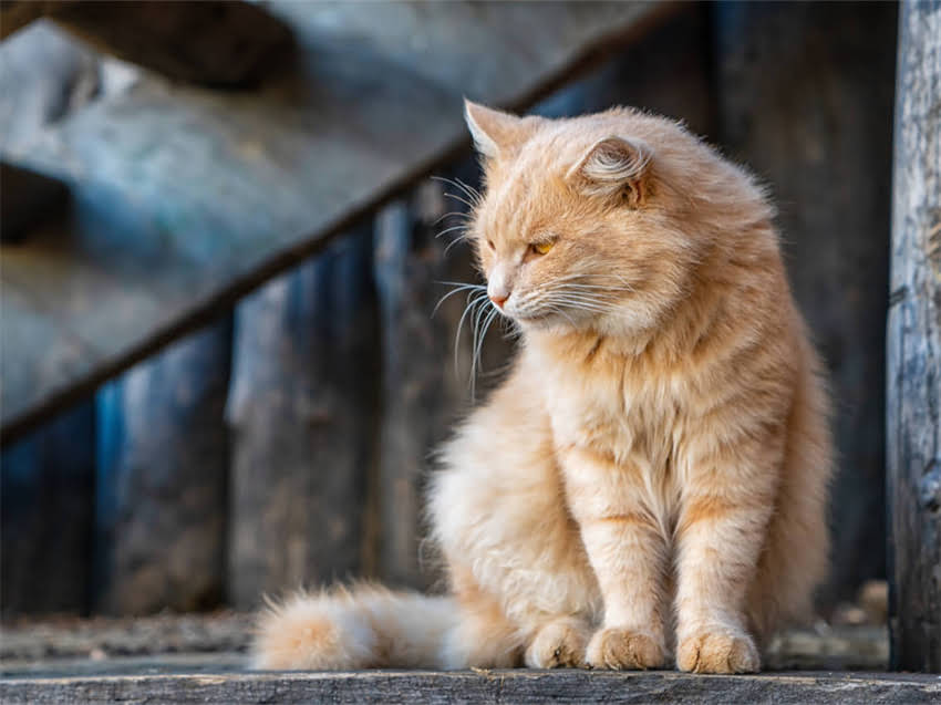 图片 猫咪睡觉流口水的原因及应对措施：科学解答猫咪健康隐患2.jpg