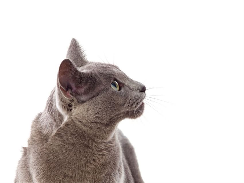 图片 猫咪绝育全攻略：科学利弊大与医生建议.jpg