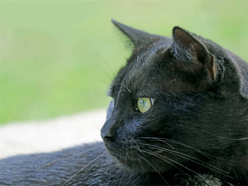 图片 猫咪绝育后必须吃绝育猫粮吗？科学喂养指南与避坑攻略2.jpg