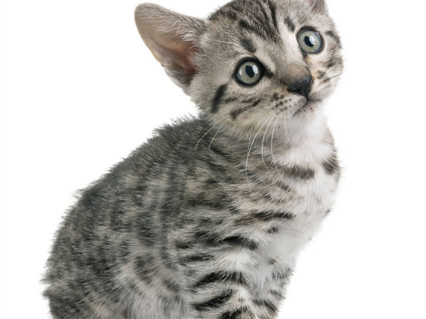 图片 猫咪老掉毛怎么办？7大原因及专业护理指南，主人必看！.jpg