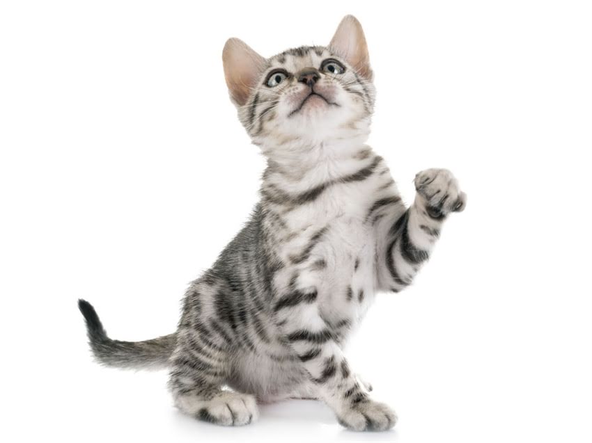 图片 猫咪老掉毛怎么办？7大原因及专业护理指南，主人必看！2.jpg